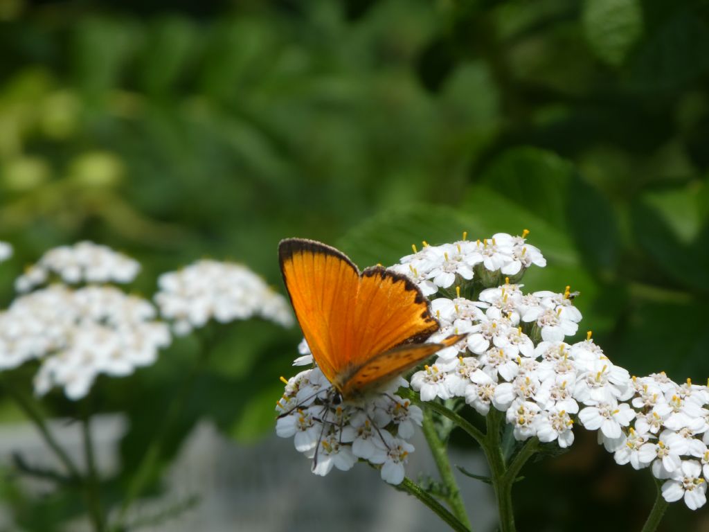 Da determinare - Lycaena virgaureae